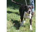 Nugget, American Pit Bull Terrier For Adoption In Marietta, Ohio
