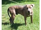 Sanders, American Pit Bull Terrier For Adoption In Marietta, Ohio