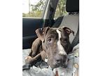 Louie, American Staffordshire Terrier For Adoption In Mobile, Alabama