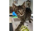 Sasha, Domestic Shorthair For Adoption In Sterling Heights, Michigan