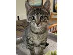 Skylar, Domestic Shorthair For Adoption In Sterling Heights, Michigan