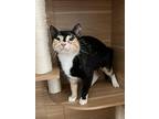 Rebecca, American Shorthair For Adoption In Fort Lauderdale, Florida