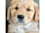 Golden Retriever Puppy for sale in Zillah, WA, USA