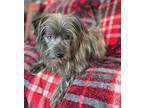 Toto, Schnauzer (miniature) For Adoption In Memphis, Tennessee