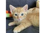 Ritz, Domestic Shorthair For Adoption In Cleveland, Tennessee