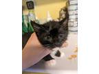 Chalice, Domestic Shorthair For Adoption In Tracy, California