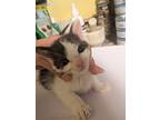 Teacup, Domestic Shorthair For Adoption In Tracy, California