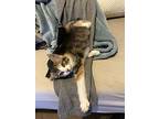 Emily Grace, Domestic Shorthair For Adoption In Tracy, California