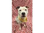 Reign, American Pit Bull Terrier For Adoption In Lafayette, Indiana
