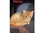 Nemo, Domestic Shorthair For Adoption In Lewisville, Texas