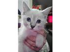Olaf, Siamese For Adoption In Lewisville, Texas
