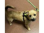 Squiggle, Border Terrier For Adoption In Oakland, California
