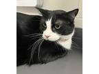 Archie * In Foster *, Domestic Shorthair For Adoption In Sheboygan, Wisconsin