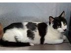 Charlie, Domestic Shorthair For Adoption In Mcintosh, New Mexico