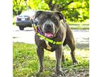 Toosie, American Pit Bull Terrier For Adoption In Washington
