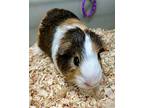Simon, Guinea Pig For Adoption In Novato, California
