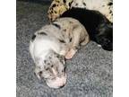 Great Dane Puppy for sale in Mohawk, NY, USA