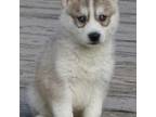 Siberian Husky Puppy for sale in Ashland, VA, USA