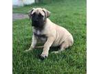 Boerboel Puppy for sale in Mcminnville, OR, USA