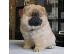 Chow Chow Puppy for sale in Mcminnville, OR, USA