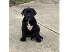 Boerboel Puppy for sale in Mcminnville, OR, USA