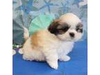 Shih Tzu Puppy for sale in Scales Mound, IL, USA