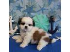 Shih Tzu Puppy for sale in Scales Mound, IL, USA