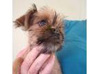 Brussels Griffon Puppy for sale in Williston, FL, USA