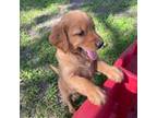 Golden Retriever Puppy for sale in Henning, MN, USA