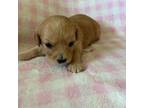 Cavachon Puppy for sale in Eldon, MO, USA
