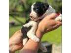 Mutt Puppy for sale in Apopka, FL, USA