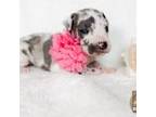 Great Dane Puppy for sale in Fort Worth, TX, USA