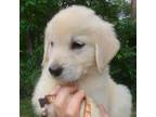 Golden Retriever Puppy for sale in Fort Payne, AL, USA