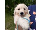 Golden Retriever Puppy for sale in Fort Payne, AL, USA