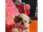 Shih Tzu Puppy for sale in Phoenix, AZ, USA