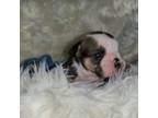 Bulldog Puppy for sale in Camden, MI, USA