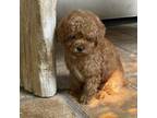 Poodle (Toy) Puppy for sale in Lafayette, LA, USA