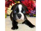 Boston Terrier Puppy for sale in Anderson, SC, USA
