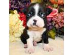 Boston Terrier Puppy for sale in Anderson, SC, USA