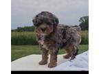 Mutt Puppy for sale in New Paris, IN, USA