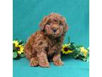 Poodle (Toy) Puppy for sale in Manheim, PA, USA