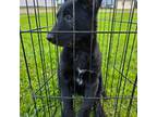 Mutt Puppy for sale in Cromwell, IN, USA