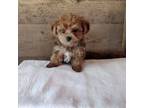 Mutt Puppy for sale in Mohnton, PA, USA