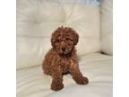 Poodle (Toy) Puppy for sale in Queens, NY, USA