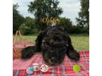 Poodle (Toy) Puppy for sale in Bedford, IN, USA