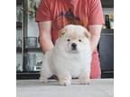 Chow Chow Puppy for sale in Mcminnville, OR, USA