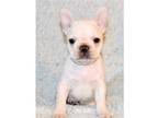 French Bulldog Puppy for sale in Mcminnville, OR, USA