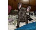 French Bulldog Puppy for sale in Mcminnville, OR, USA