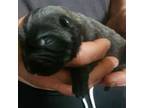 Chinese Shar-Pei Puppy for sale in Hagerstown, IN, USA