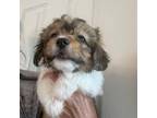Havanese Puppy for sale in Clermont, FL, USA